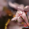 桜便り　No1