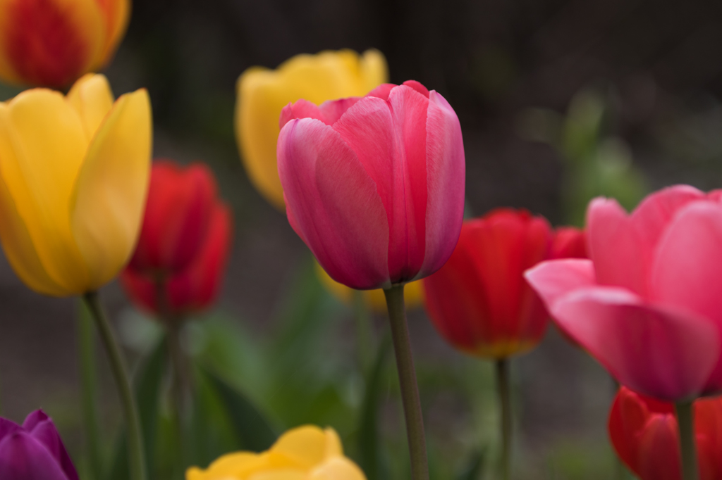 公園の花　チューリップ　１