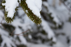 雪の重み　その１