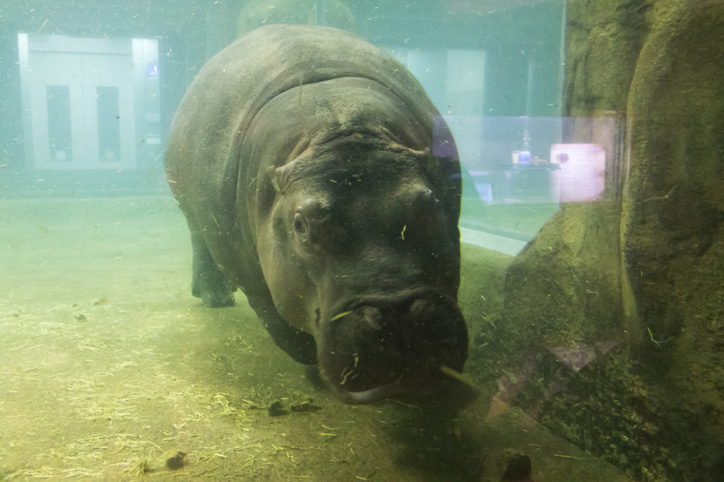 カバの水中遊泳