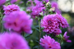 公園の1日　その３