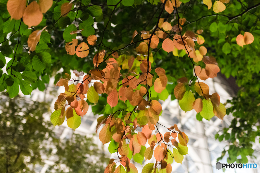 秋発見　第1号　その１