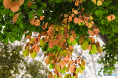 秋発見　第1号　その１