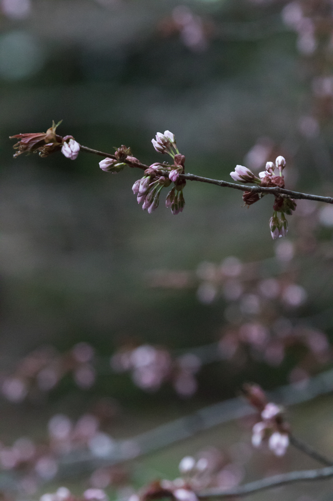 桜咲く２