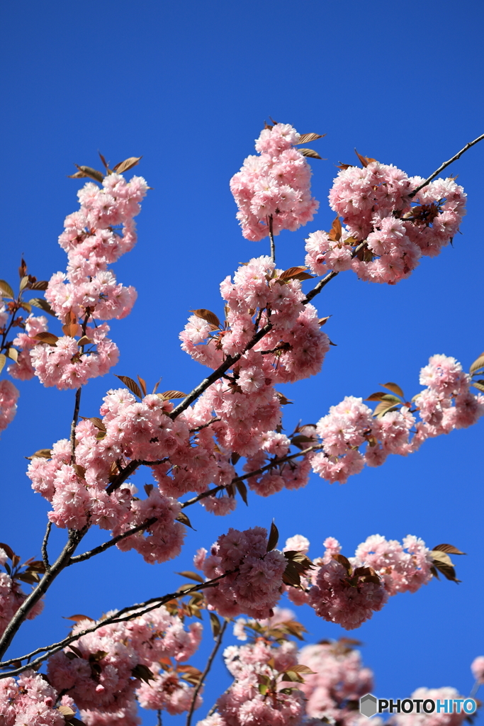 八重桜満開　その３