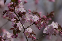 早すぎる桜　その３