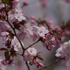 早すぎる桜　その３