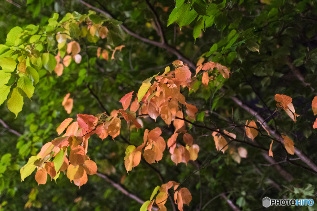 秋発見　第1号　その２