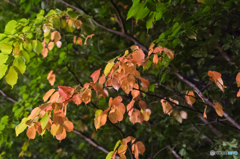 秋発見　第1号　その２