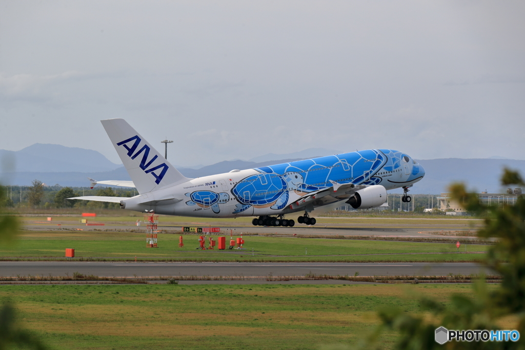 Flying Honu in 新千歳空港　No3