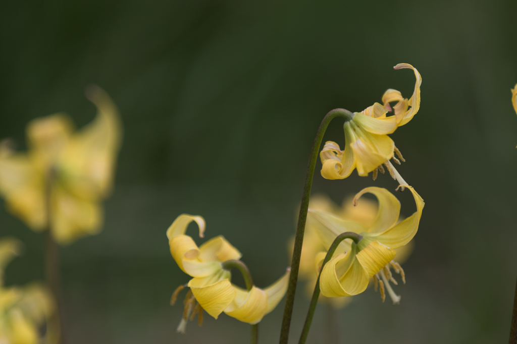 公園の花　１