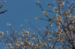 月と桜