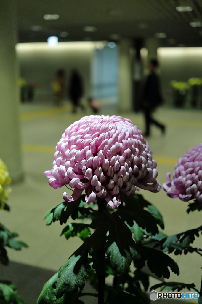 菊　展覧会９