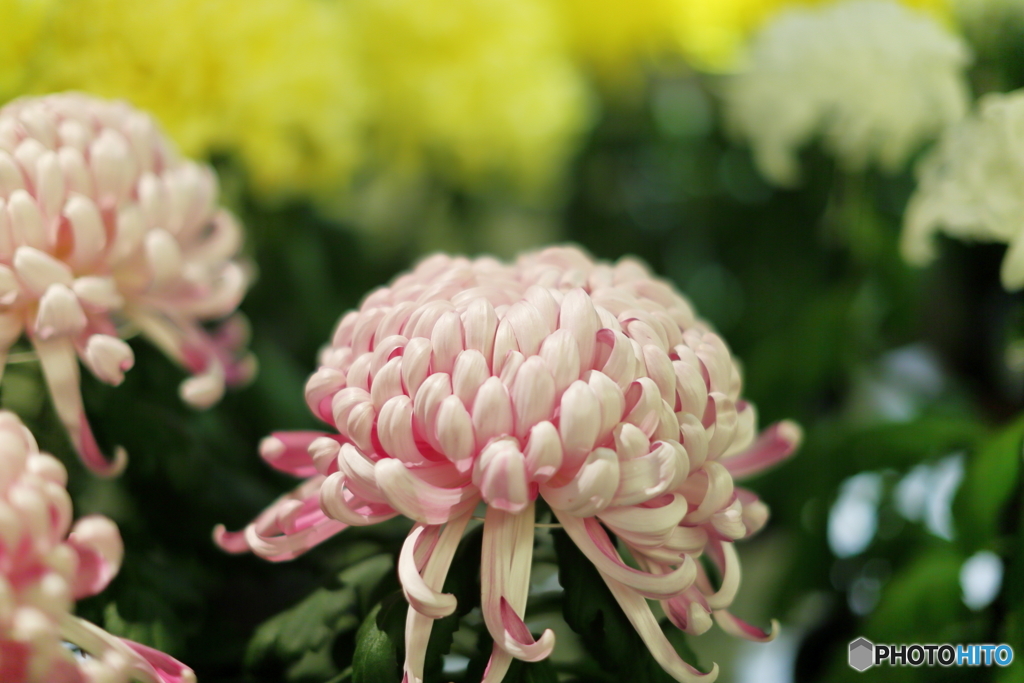 菊　展覧会５