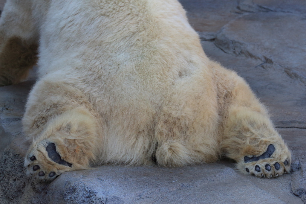 おしりでごめんなさい