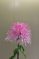 菊８