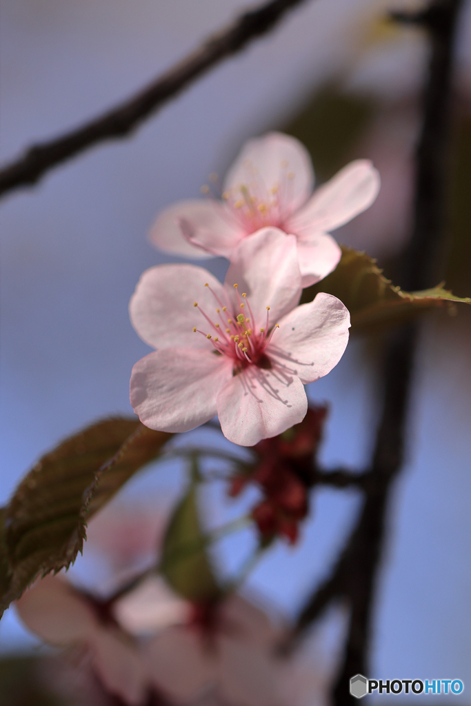 桜便り　No4
