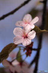 桜便り　No4