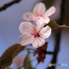 桜便り　No4