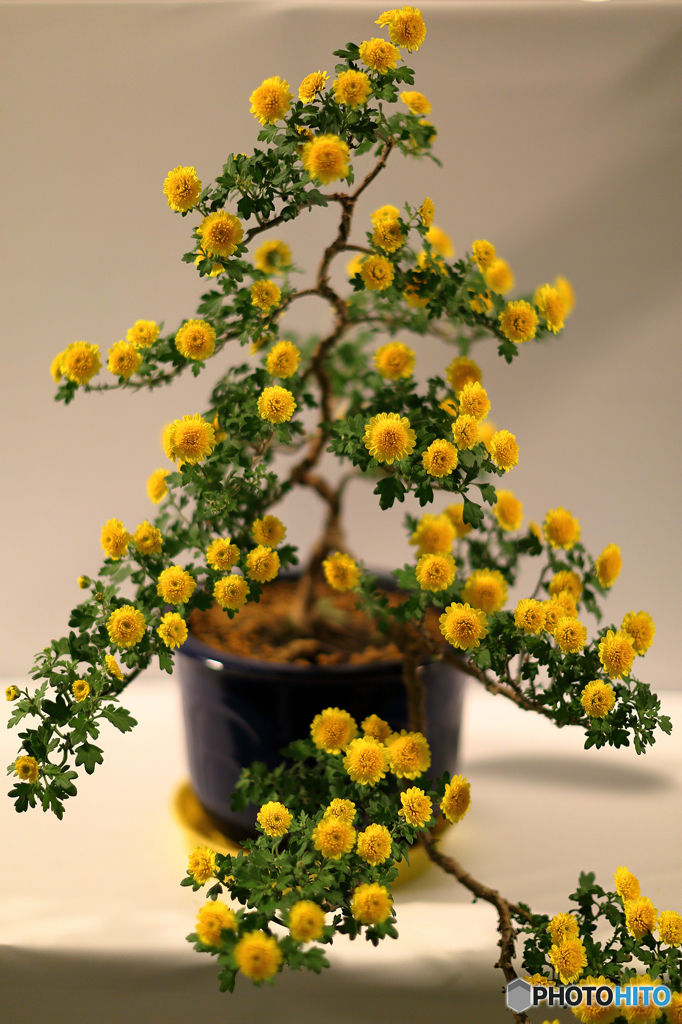 菊　展覧会２