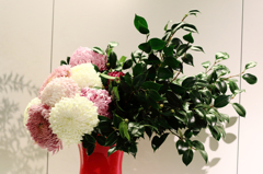菊７