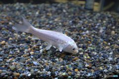 淡水魚