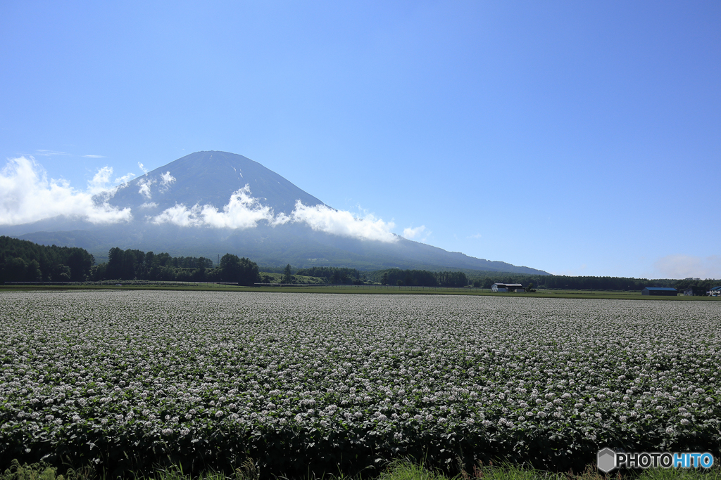 倶知安町　じゃがいも畑　羊蹄山