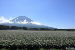 倶知安町　じゃがいも畑　羊蹄山