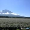 倶知安町　じゃがいも畑　羊蹄山