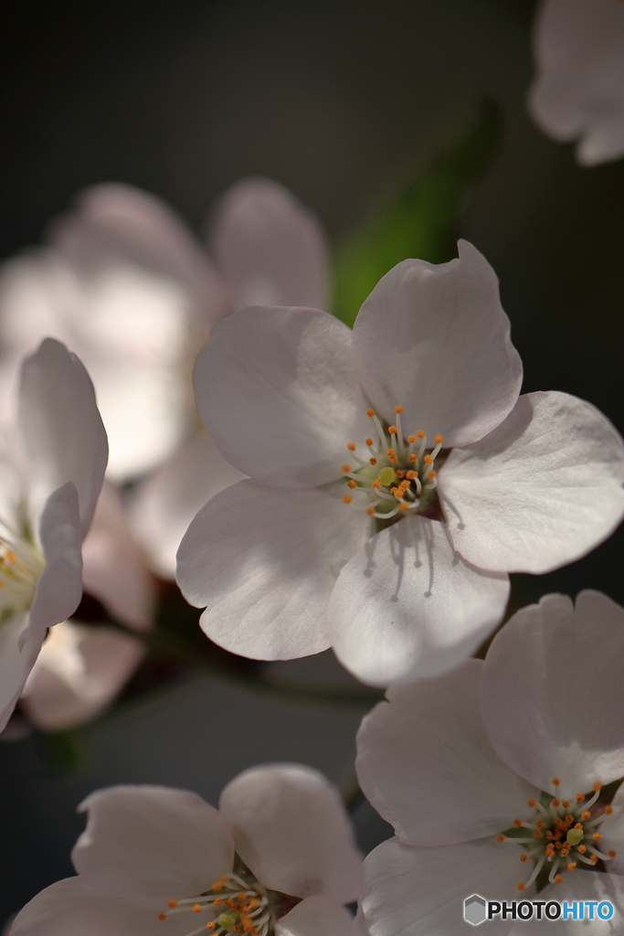 桜便り No9