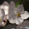 桜便り No9