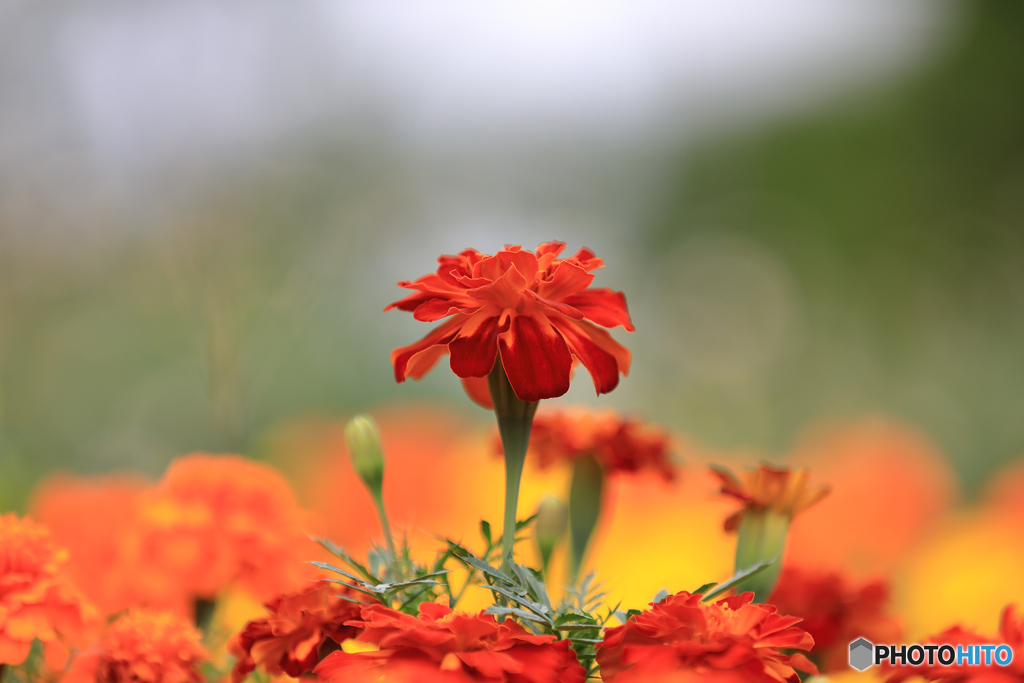 忘れかけていた　花撮り　百合が原公園　No1