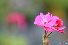 コンプリート祝いの花？　百合が原公園