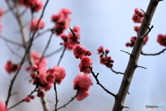 花見　札幌円山公園　No2
