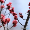 花見　札幌円山公園　No2