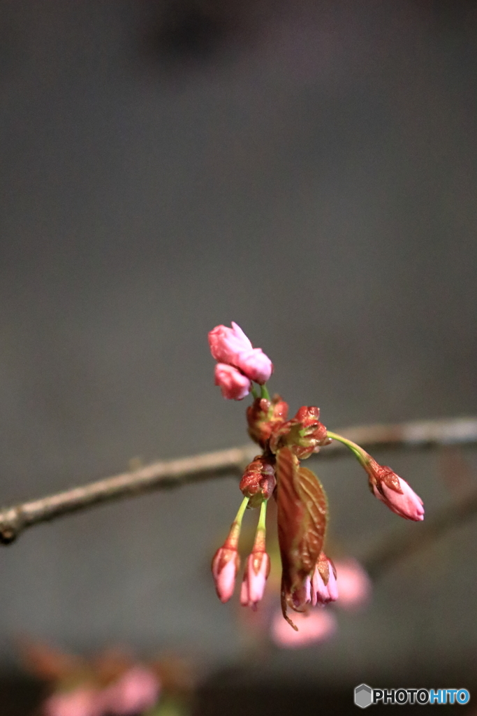 春が来た？　平成最後の桜　Ｎｏ２