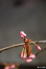 春が来た？　平成最後の桜　Ｎｏ２