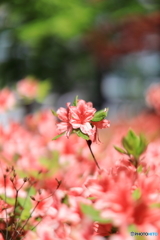 公園の風景　その８