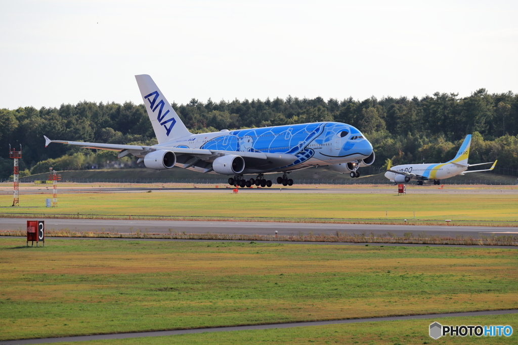 Flying Honu in 新千歳空港　No5