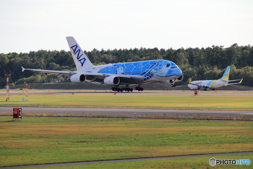 Flying Honu in 新千歳空港　No5