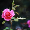 公園のバラ　７