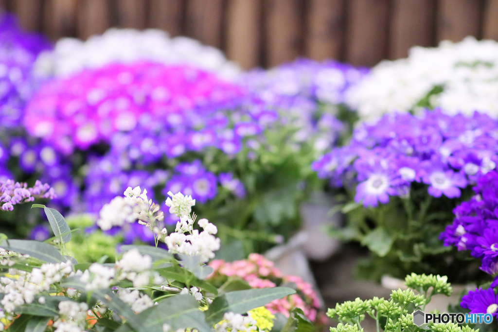 ファクトリーの花１