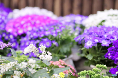 ファクトリーの花１