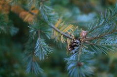 秋　松ぼっくり