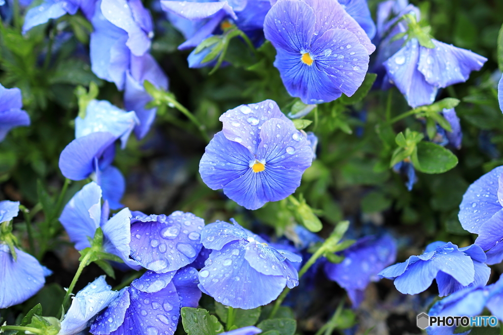 大通公園　花壇の花