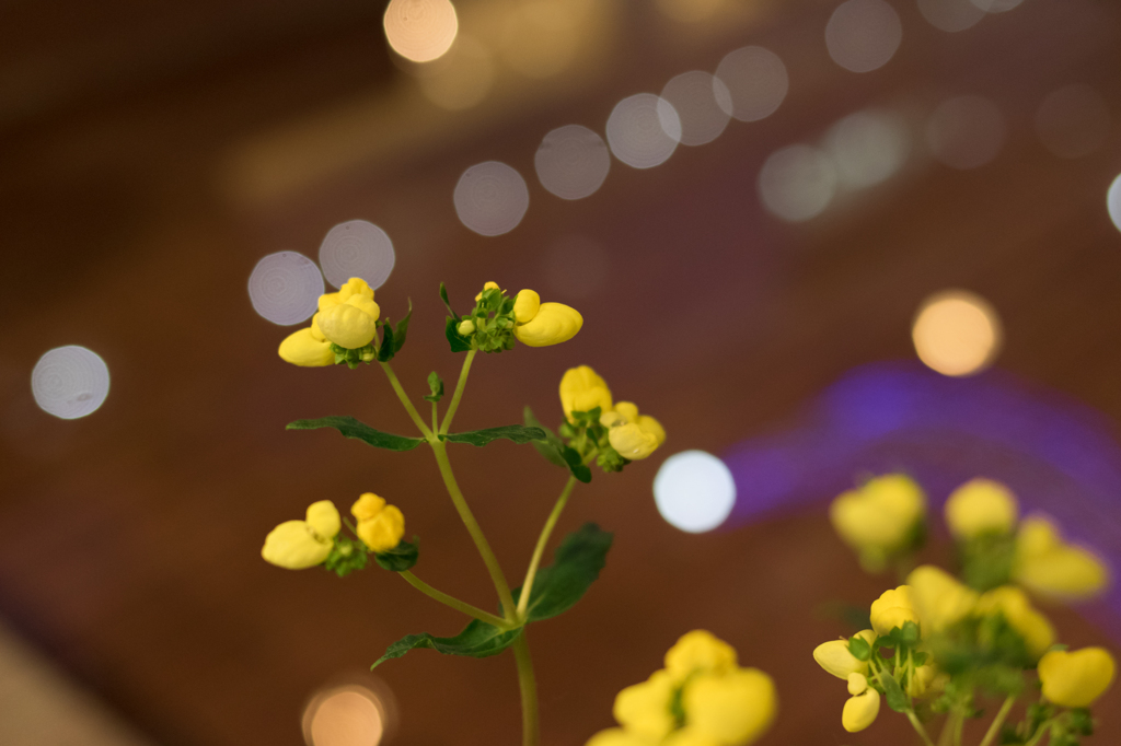 花と玉ボケ　１