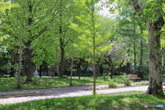 公園の風景　その１