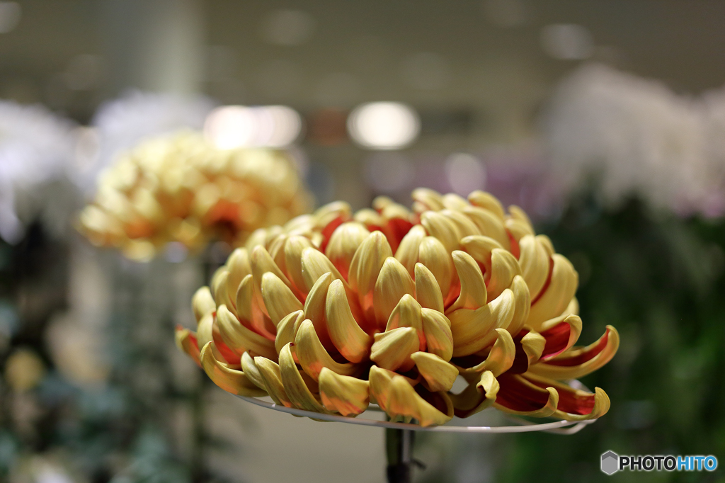 菊　展覧会１０