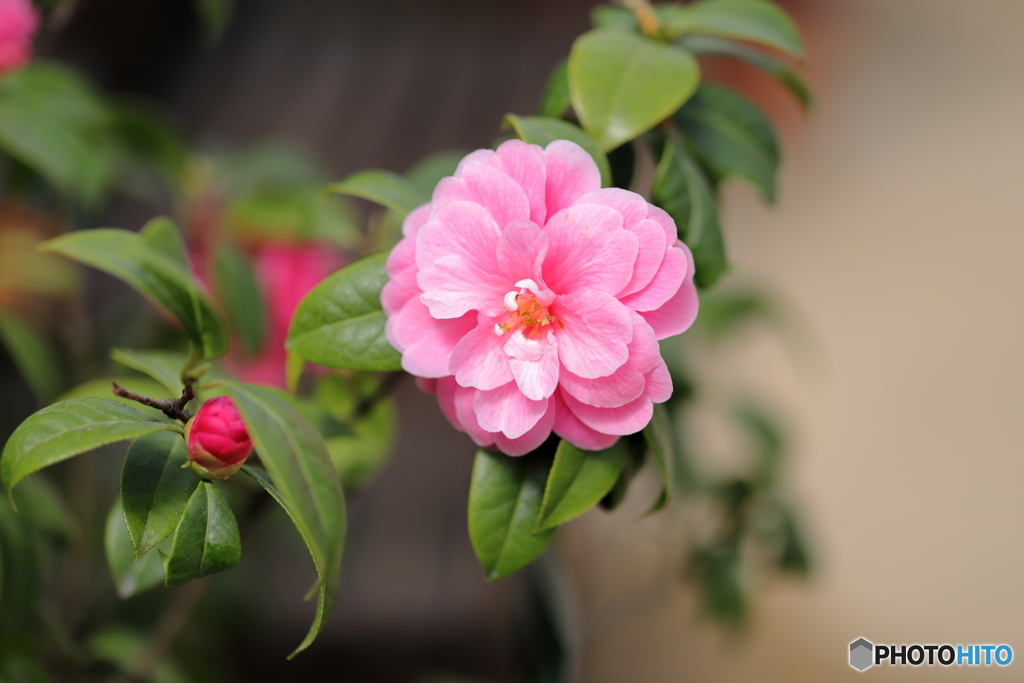 札幌の春近し　Ｎｏ３