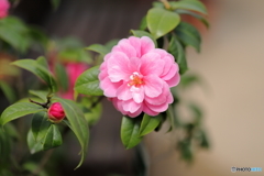 札幌の春近し　Ｎｏ３